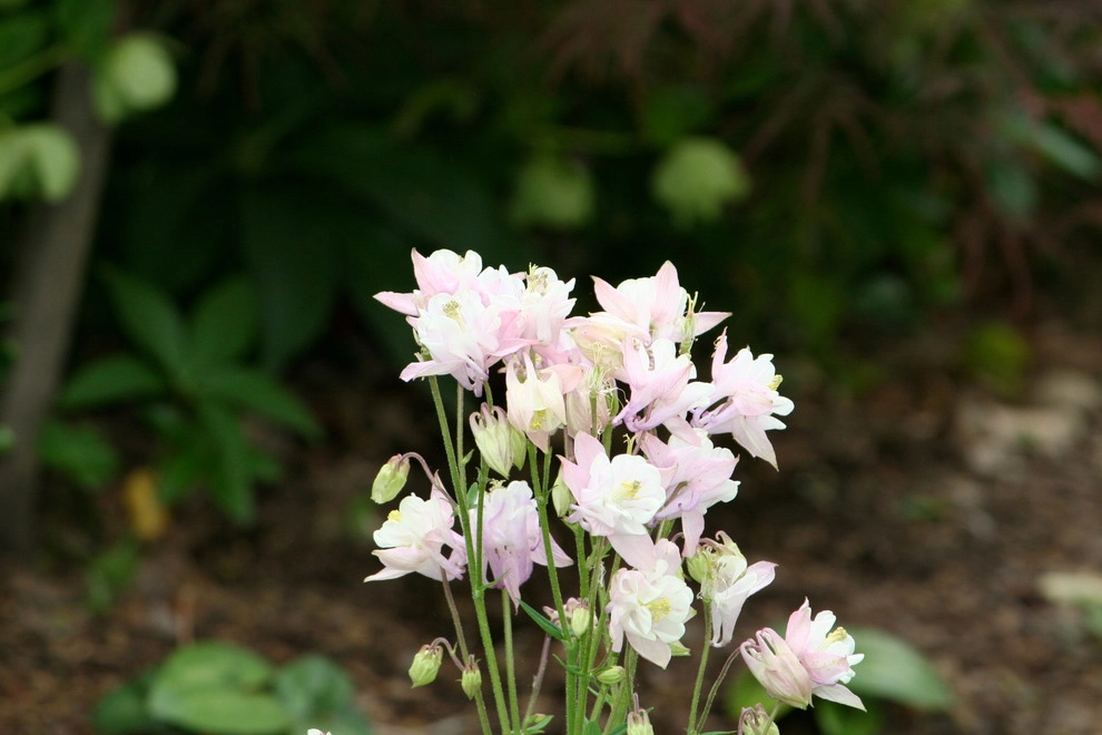 Favorite Spring Flowers by Acer Landscape Services - Photo 7