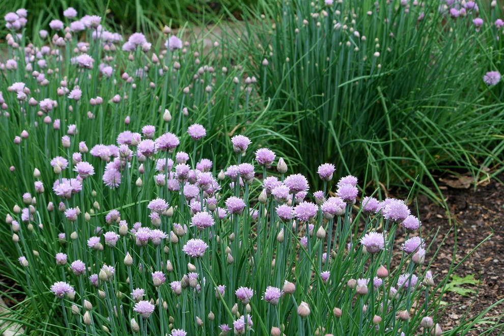Favorite Spring Flowers by Acer Landscape Services - Photo 4