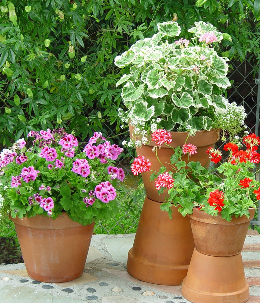 Container Gardens Galore by Alford's English Gardens Inc - Photo 3
