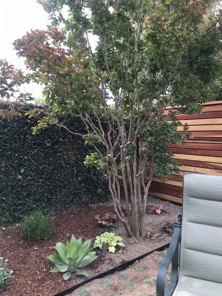 Modern Low Water Garden by Alford's English Gardens Inc - Photo 5