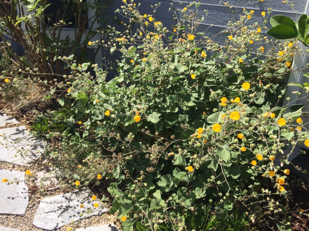 Low maintenance California friendly garden by Alford's English Gardens Inc - Photo 2