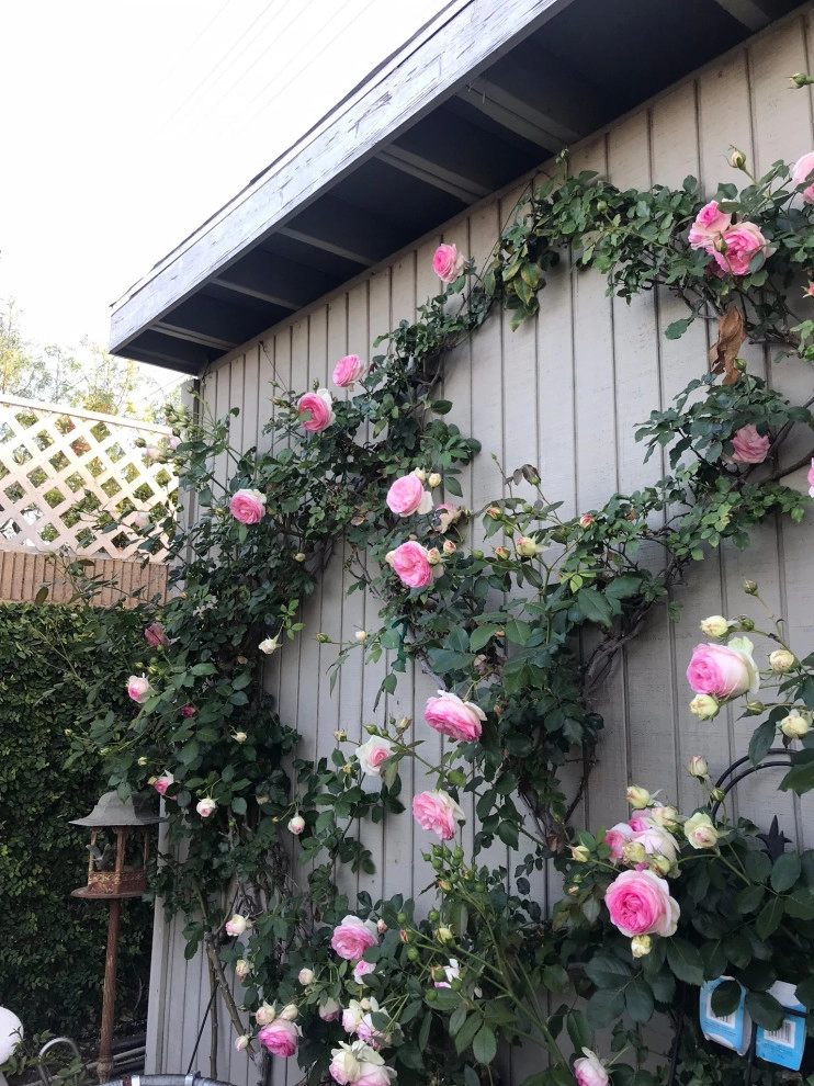 Eden Rose on a Wall by Alford's English Gardens Inc - Photo 5