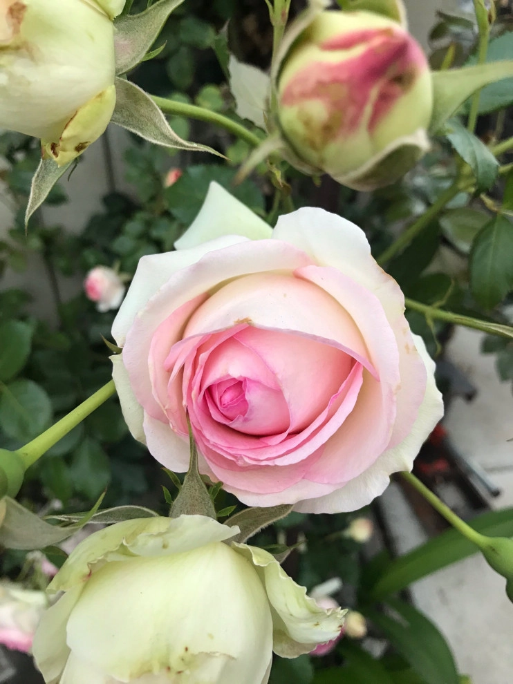Eden Rose on a Wall by Alford's English Gardens Inc - Photo 4