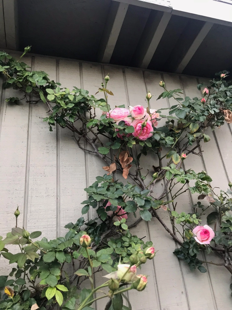 Eden Rose on a Wall by Alford's English Gardens Inc - Photo 2