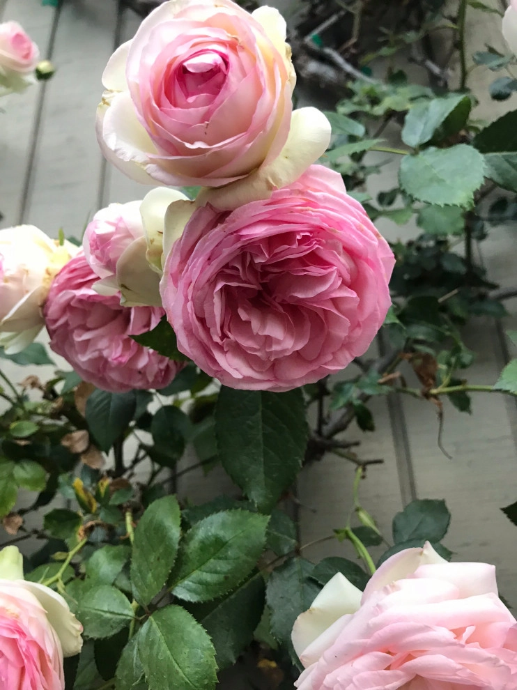 Eden Rose on a Wall by Alford's English Gardens Inc - Photo 3