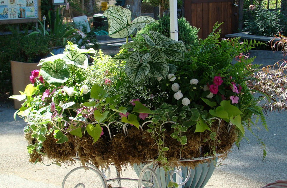 Container Gardens Galore by Alford's English Gardens Inc - Photo 2