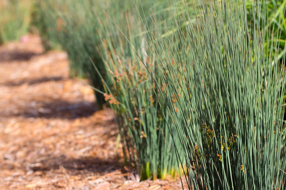 Decker Residence by All Seasons Gardening And Landscaping - Photo 16