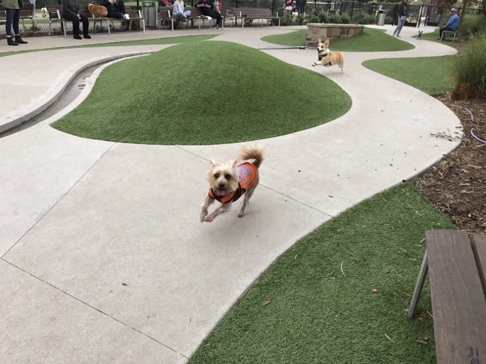 Bluff Creek Dog Park - Playa Vista by Allstate Landscape & Southwest Greens - Photo 9