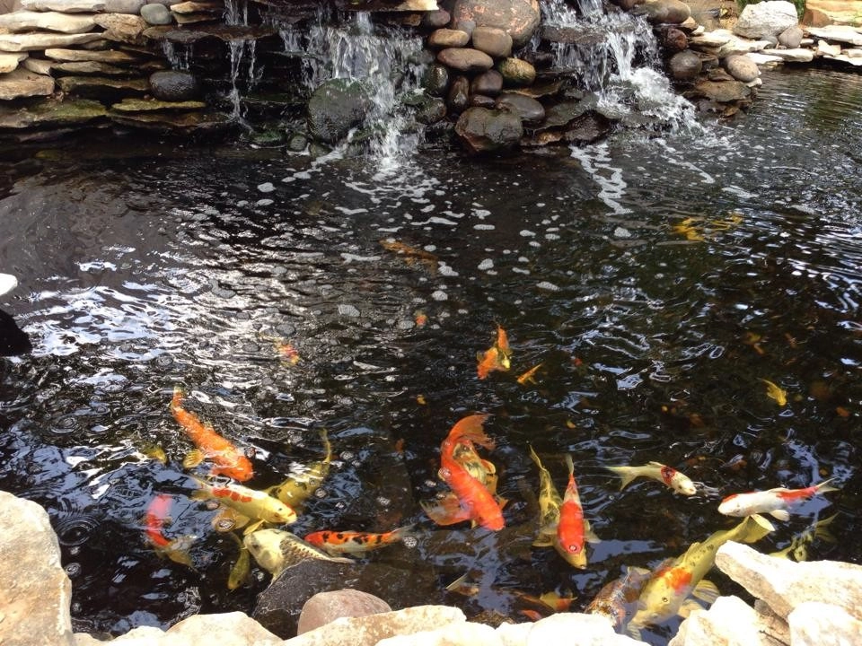 Custom Koi Ponds by Anderson Pond Design - Photo 9