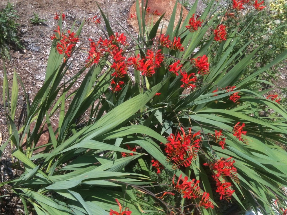 landscape plants and design by Apex Landscape And Brick Services LLC - Photo 28