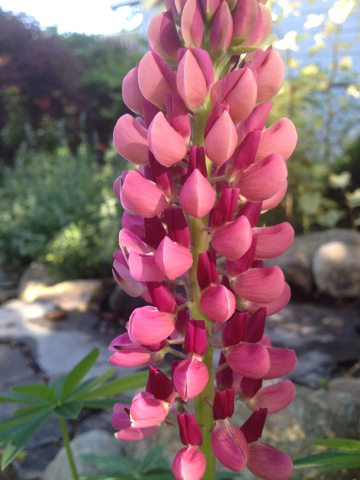 landscape plants and design by Apex Landscape And Brick Services LLC - Photo 23