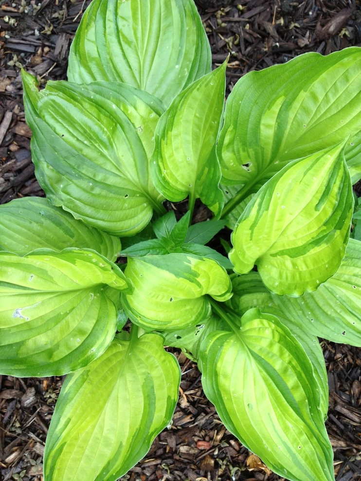 landscape plants and design by Apex Landscape And Brick Services LLC - Photo 16