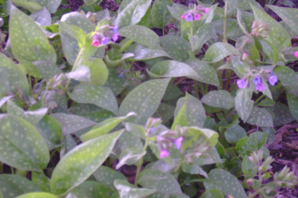 landscape plants and design by Apex Landscape And Brick Services LLC - Photo 12