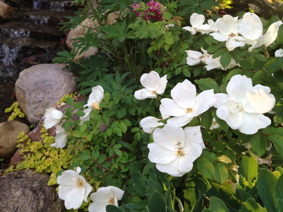 landscape plants and design by Apex Landscape And Brick Services LLC - Photo 9