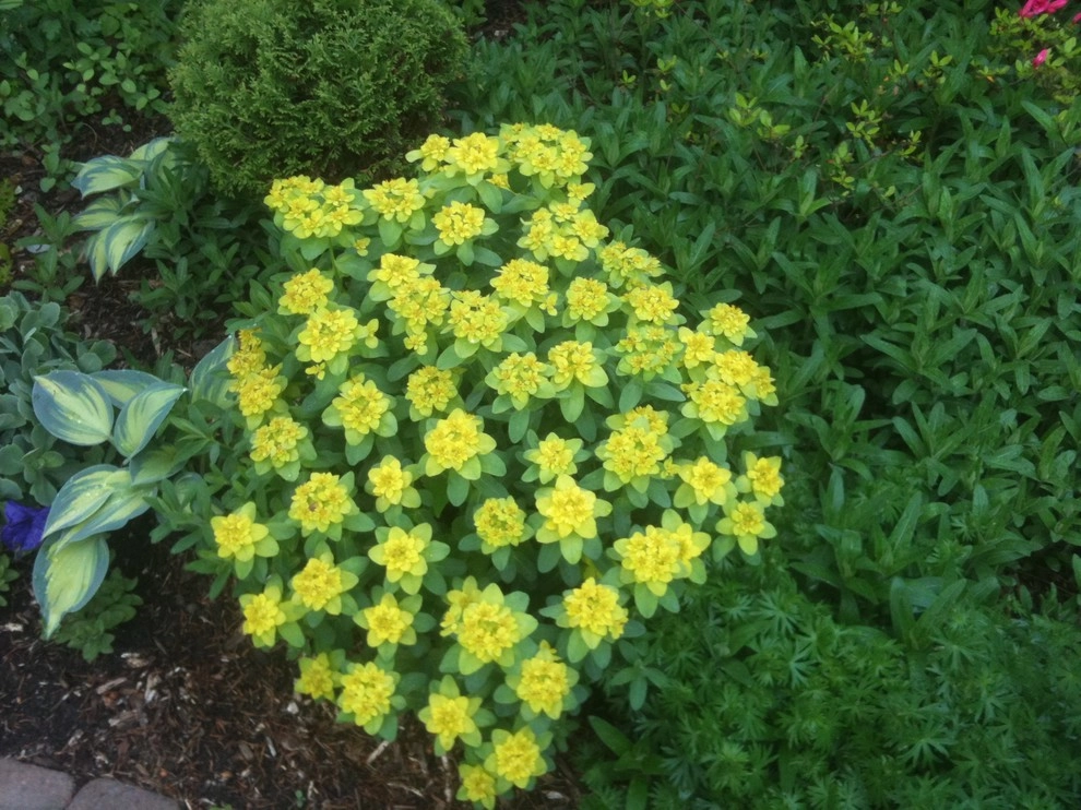 landscape plants and design by Apex Landscape And Brick Services LLC - Photo 7