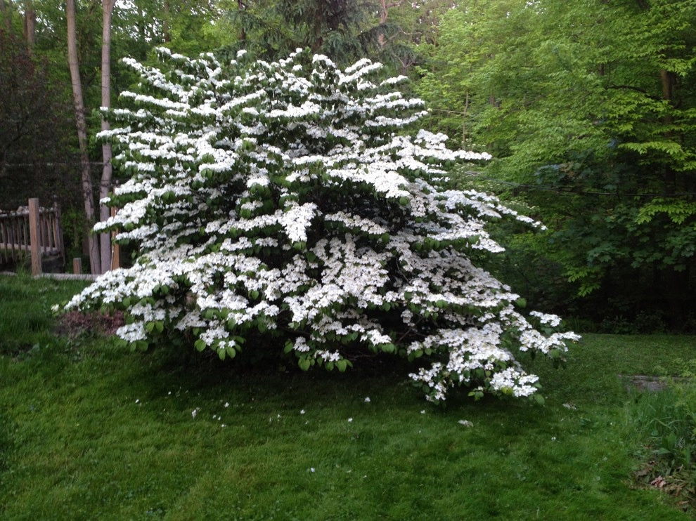 landscape plants and design by Apex Landscape And Brick Services LLC - Photo 25
