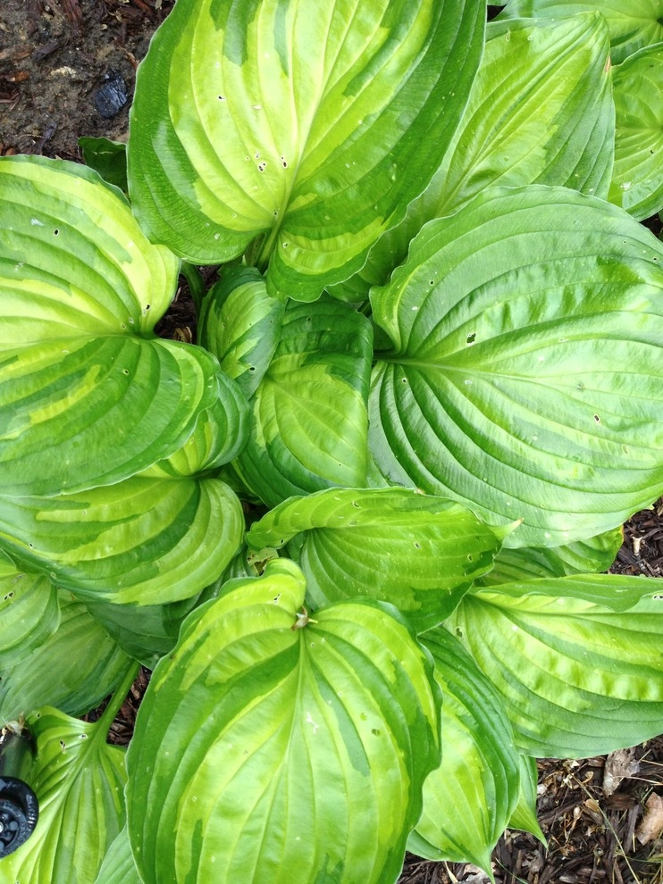 landscape plants and design by Apex Landscape And Brick Services LLC - Photo 3