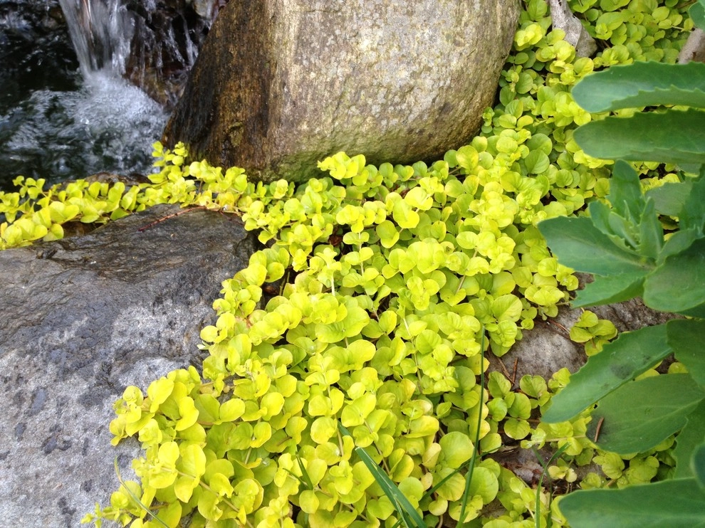 landscape plants and design by Apex Landscape And Brick Services LLC - Photo 8
