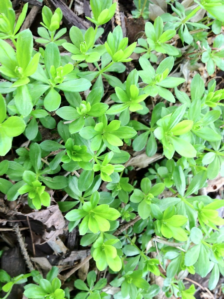 landscape plants and design by Apex Landscape And Brick Services LLC - Photo 30