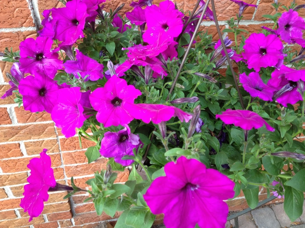 landscape plants and design by Apex Landscape And Brick Services LLC - Photo 21