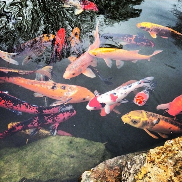 Aquatic Design & Supplies, Inc. - Photo 14