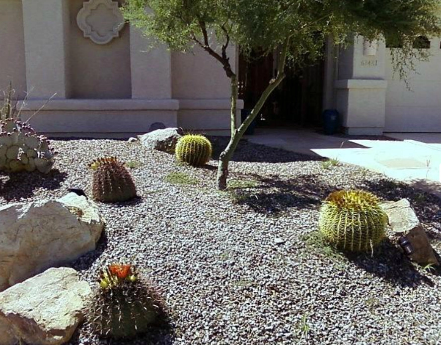 Arizona Desert Bloom Landscape - Photo 7