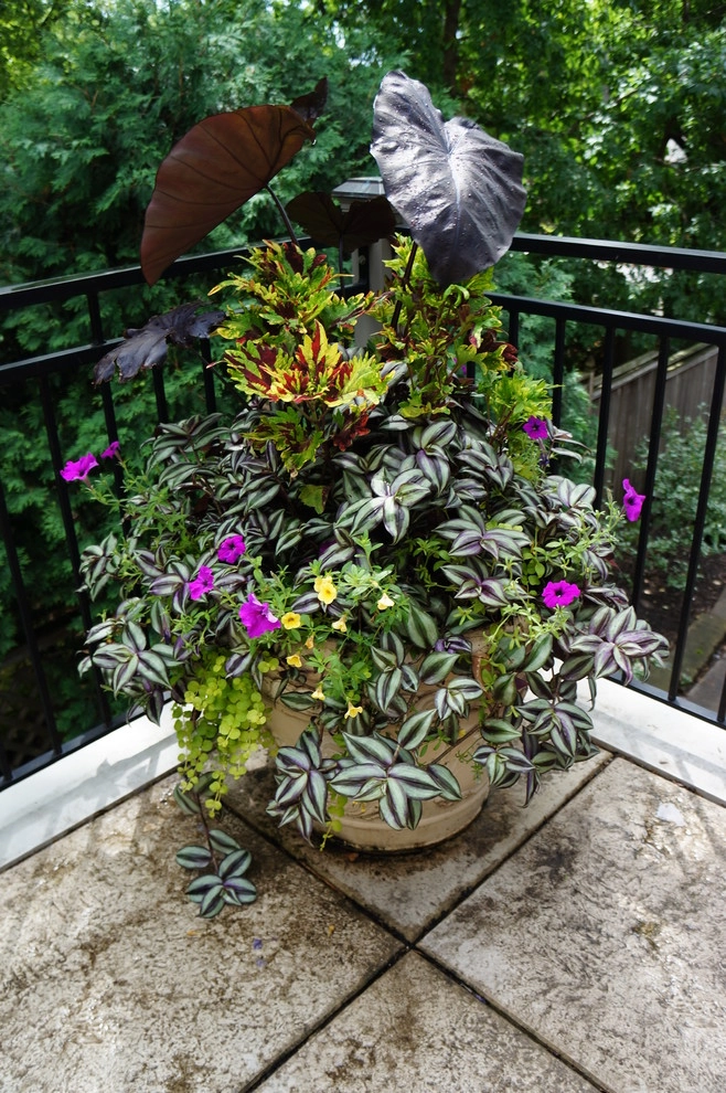 Spring & Summer Pots by Bachman's Landscaping & Garden Services - Photo 8