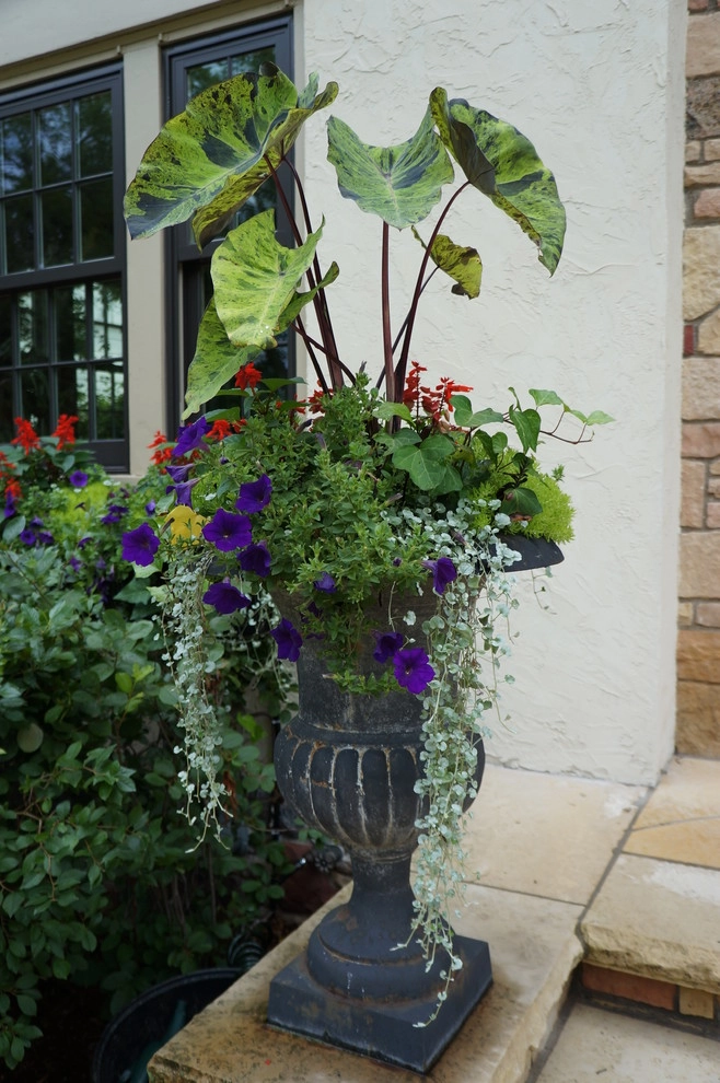 Spring & Summer Pots by Bachman's Landscaping & Garden Services - Photo 15