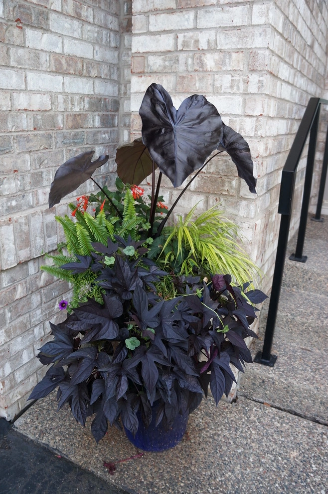 Spring & Summer Pots by Bachman's Landscaping & Garden Services - Photo 17