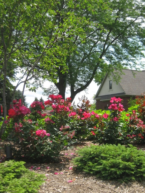 Plantings by Barkman Landscaping INC - Photo 13