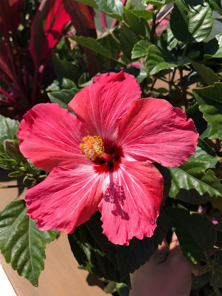 Seasonal Color by Barkman Landscaping INC - Photo 3