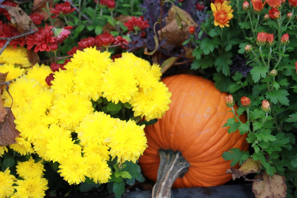 Fall Decorations by Beyond Landscaping - Photo 6