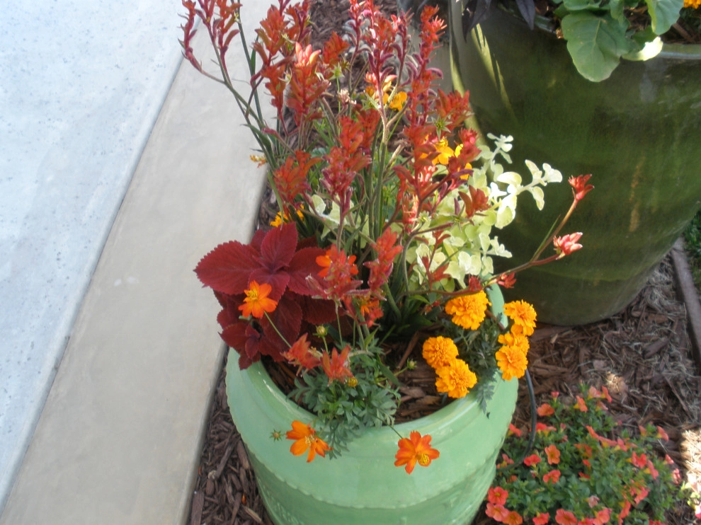 Portfolio of Pots by Bluestar Landscape Designers - Photo 8