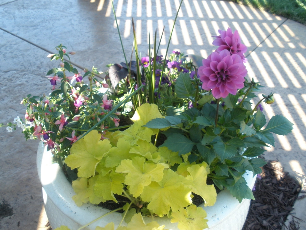 Portfolio of Pots by Bluestar Landscape Designers - Photo 15