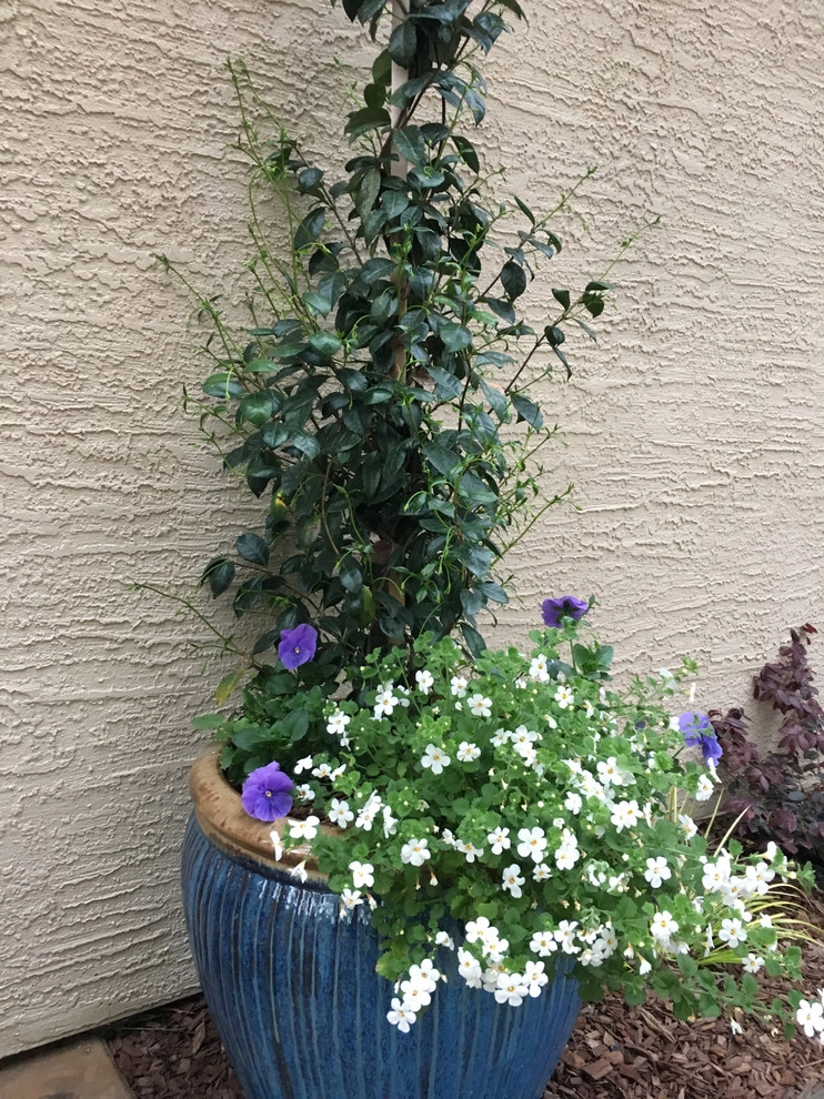 Portfolio of Pots by Bluestar Landscape Designers - Photo 19