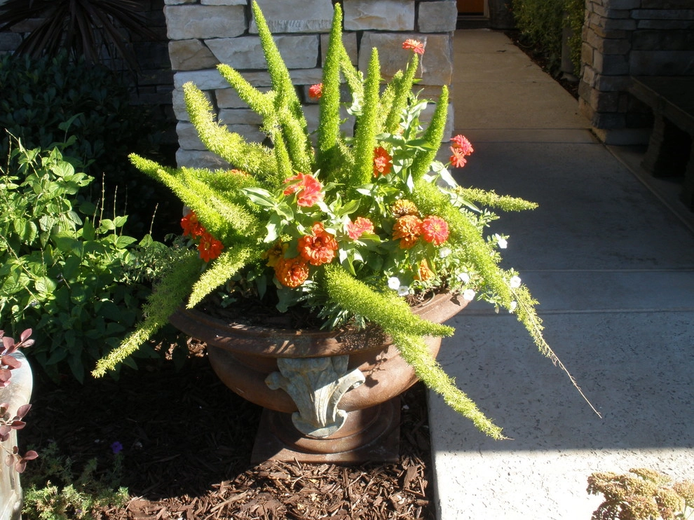 Portfolio of Pots by Bluestar Landscape Designers - Photo 5