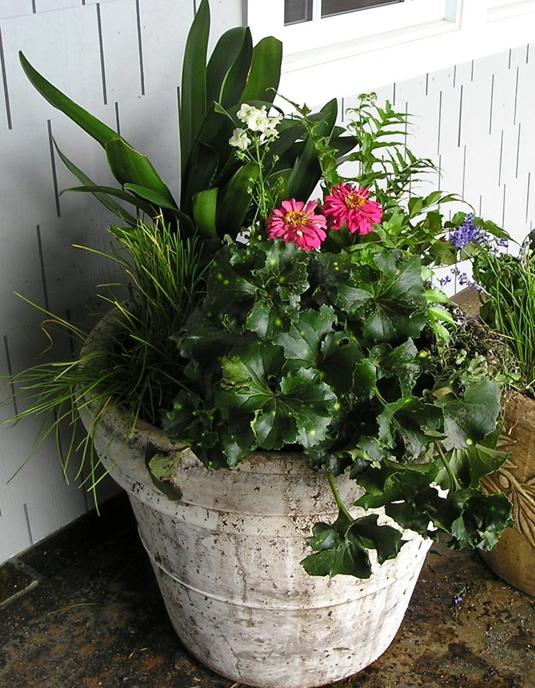 Portfolio of Pots by Bluestar Landscape Designers - Photo 13