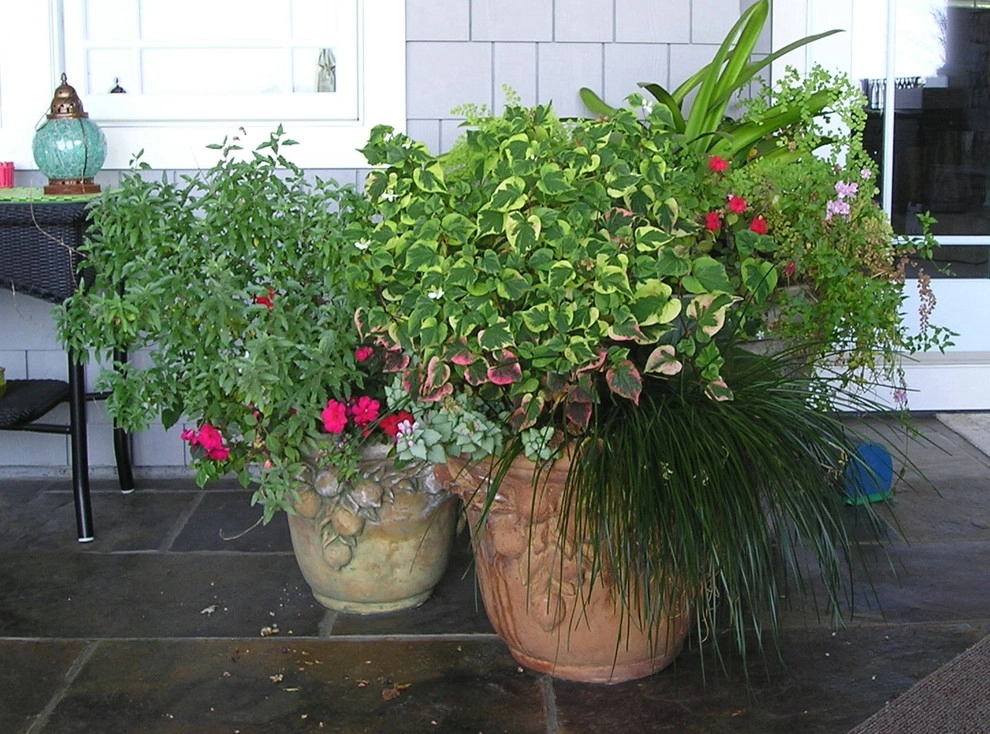 Portfolio of Pots by Bluestar Landscape Designers - Photo 12