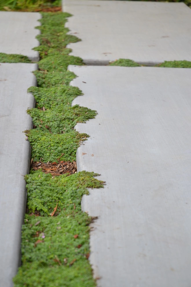 Hilary Drive, Tiburon, CA by Bon Terra Landscapes Inc. - Photo 5