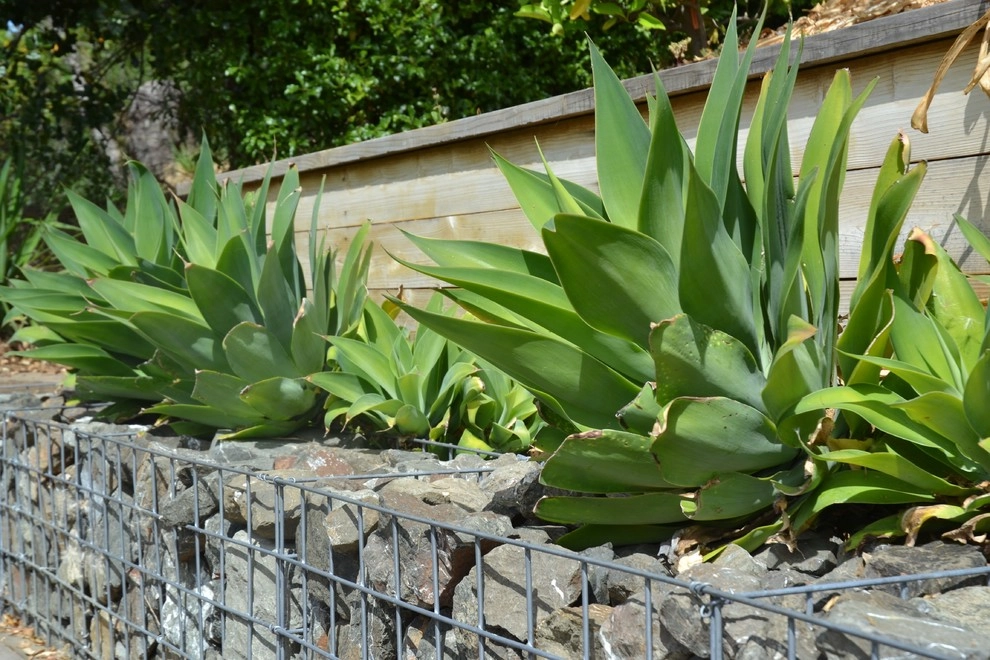 Bon Terra Landscapes Inc. - Photo 3