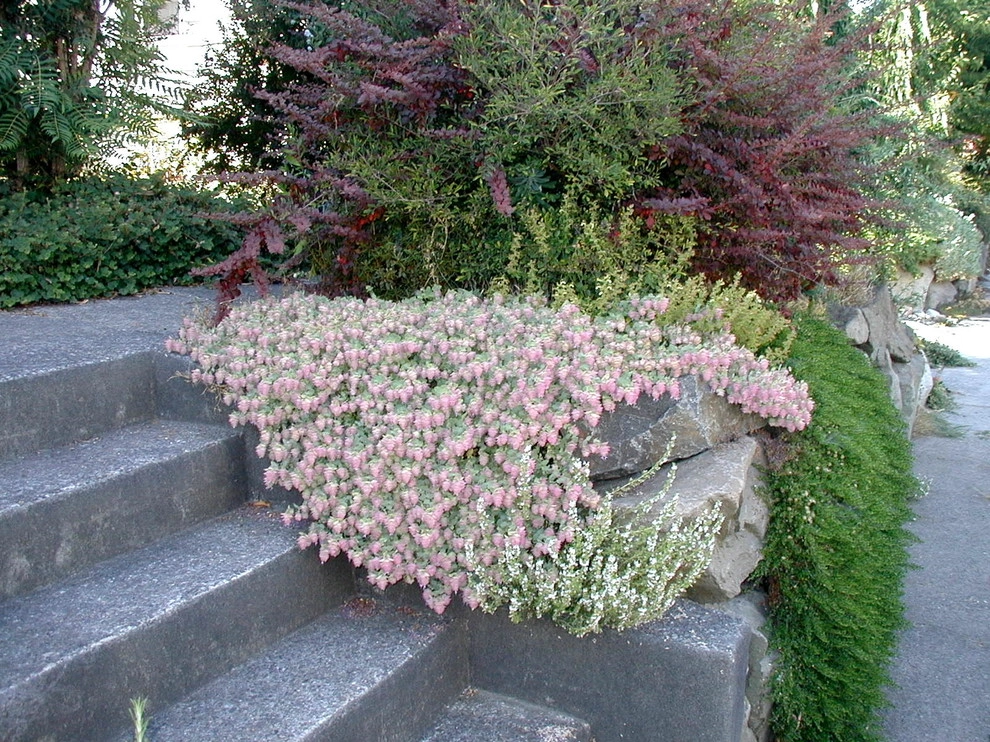 Foliage & Steps - Woodland Park, Seattle by Borealis Landscape & Design DBA Skipley Farm - Photo 3
