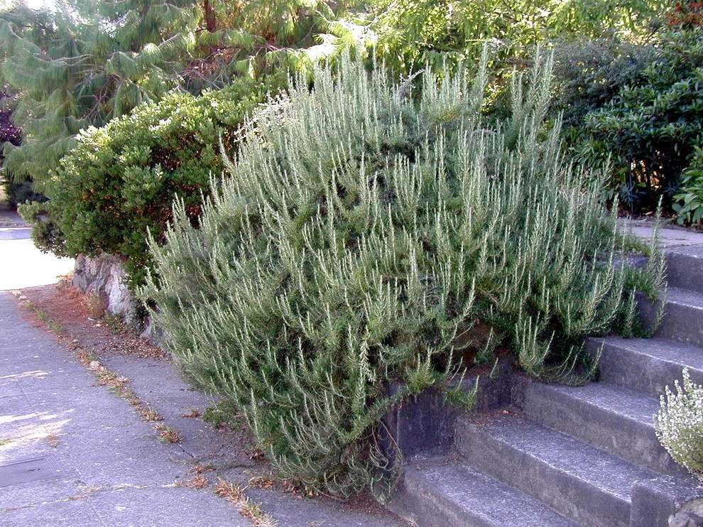 Foliage & Steps - Woodland Park, Seattle by Borealis Landscape & Design DBA Skipley Farm - Photo 2