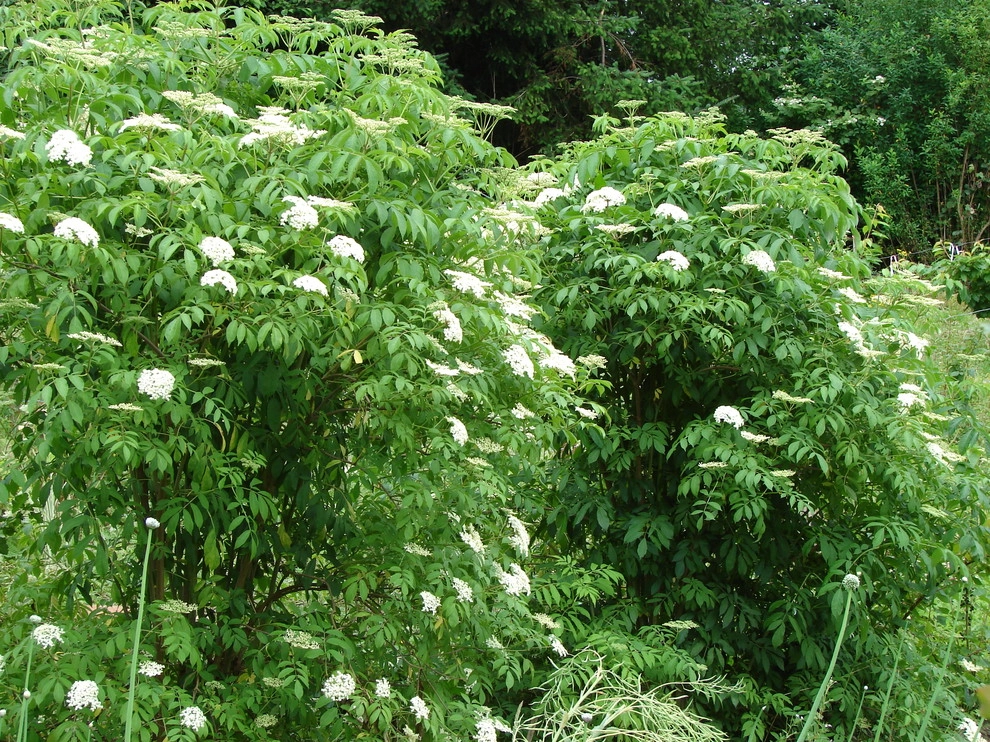 Permaculture/Farms by Borealis Landscape & Design DBA Skipley Farm - Photo 33