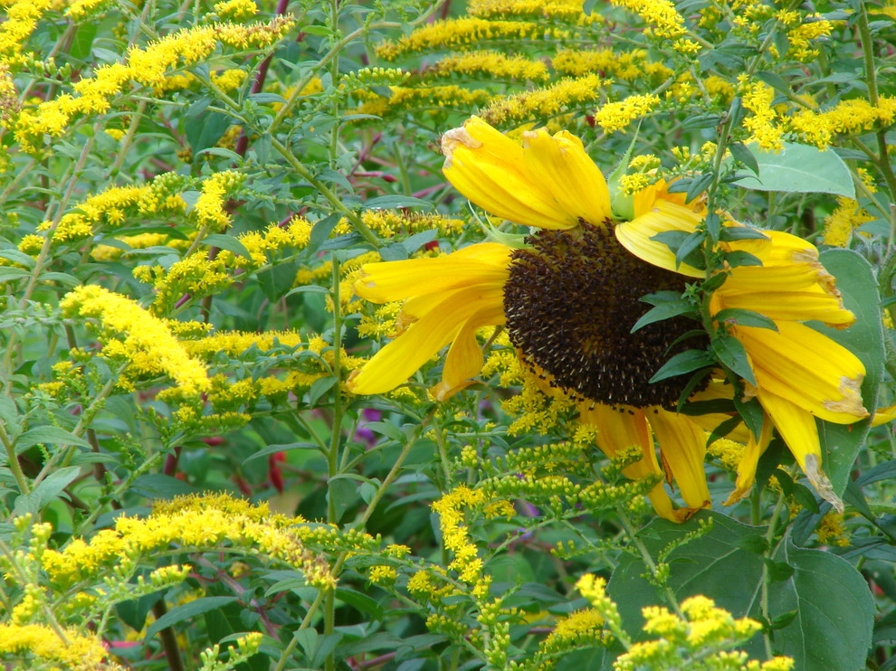 Permaculture/Farms by Borealis Landscape & Design DBA Skipley Farm - Photo 19