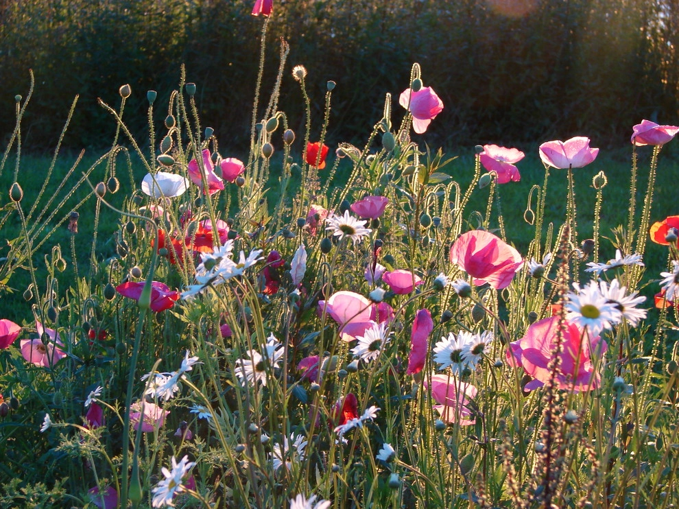 Permaculture/Farms by Borealis Landscape & Design DBA Skipley Farm - Photo 8