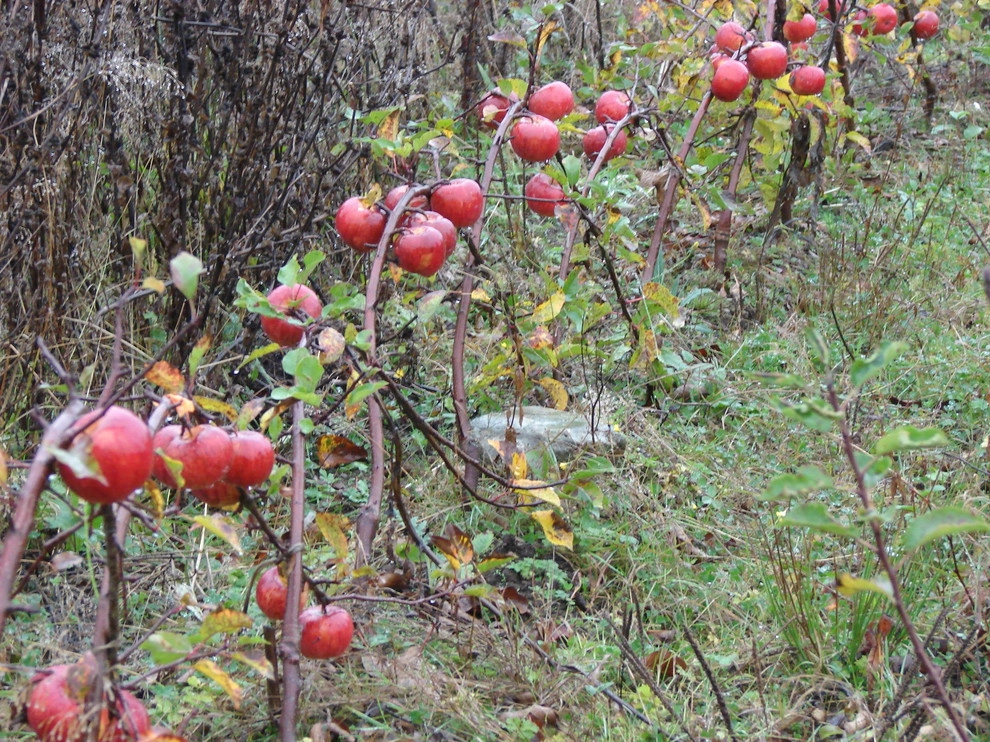 Permaculture/Farms by Borealis Landscape & Design DBA Skipley Farm - Photo 24