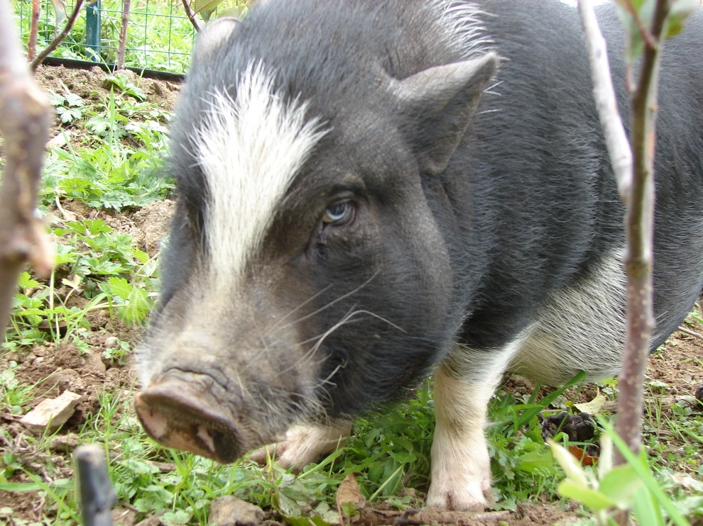 Permaculture/Farms by Borealis Landscape & Design DBA Skipley Farm - Photo 22