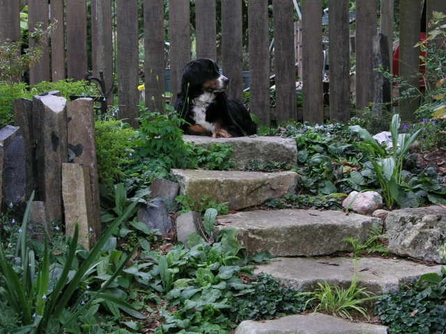 Private Residence Garden - Broadview, Seattle by Borealis Landscape & Design DBA Skipley Farm - Photo 8