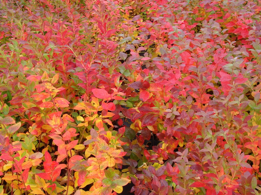 Permaculture/Farms by Borealis Landscape & Design DBA Skipley Farm - Photo 41