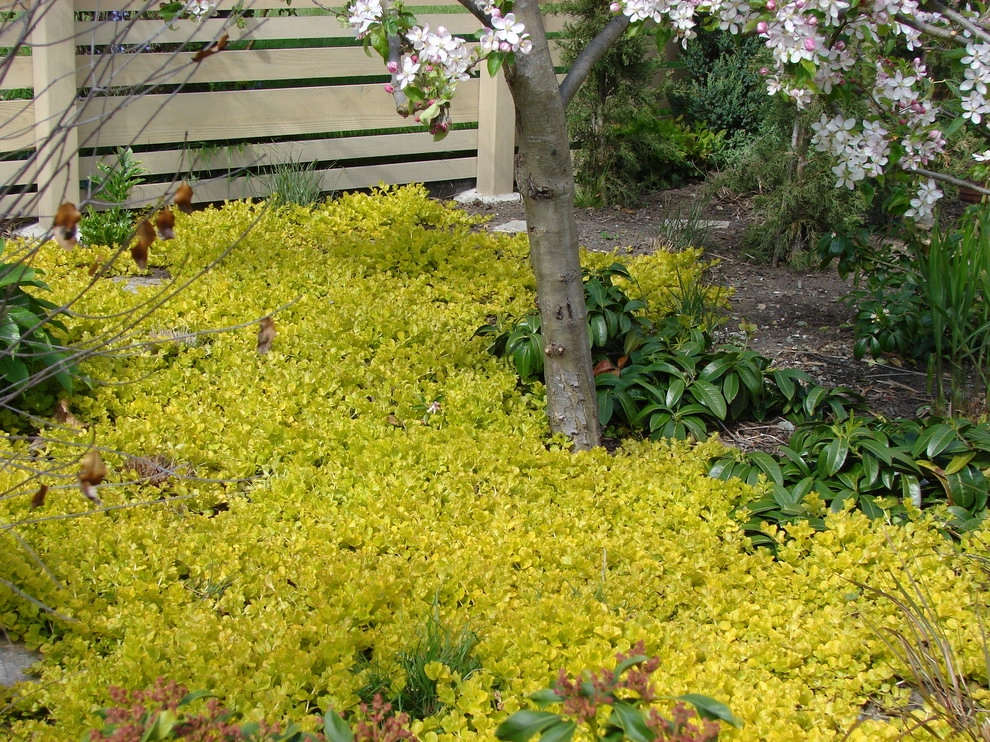 Northwest Contemporary Yard - Green Lake, Seattle by Borealis Landscape & Design DBA Skipley Farm - Photo 9